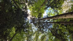 August 2025: 'Only Green' in der Eremitage