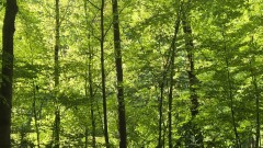 August 2025: 'Only Green' in der Eremitage